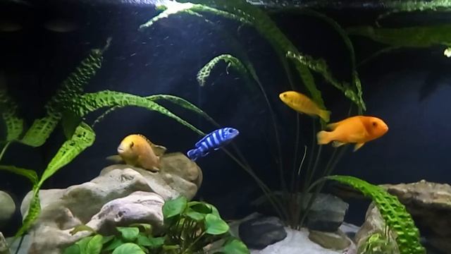 Аквариум 300л. Малави. смотреть онлайн