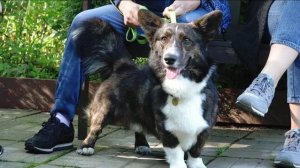 ДТ-160 Тревожный корги кардиган. Ошибки коммуникации