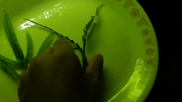 Java Fern Rooster Tail - Microsorium pteropus смотреть онлайн
