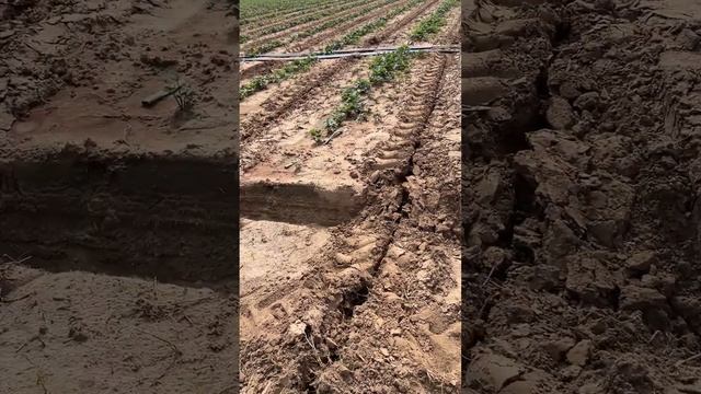 Важность дренажа Чизель смотреть онлайн