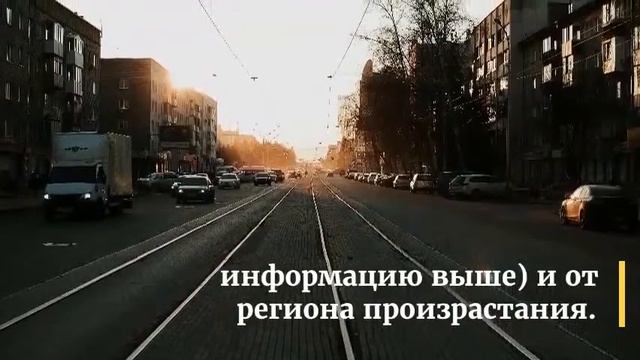 Как хранить чеснок смотреть онлайн