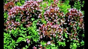 Майоран садовый