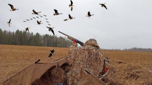 От этих звуков все гуси слетаются к нам! Охота на гуся 2024.