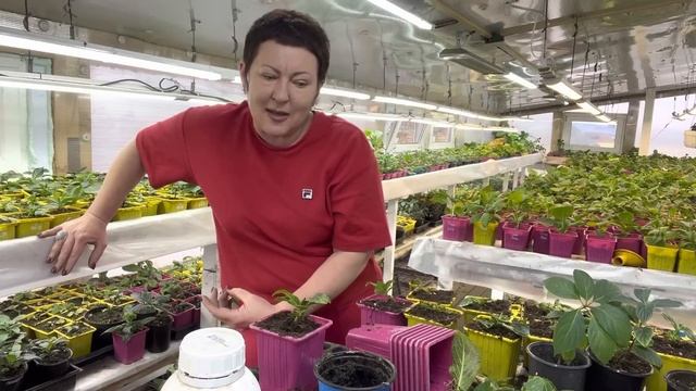 Работа ради работы. Дёшево не будет. Вырастили, попробуйте продать. смотреть онлайн