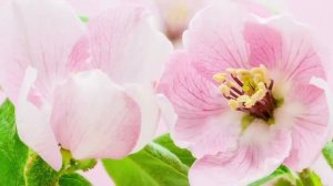 Цвета распускаются