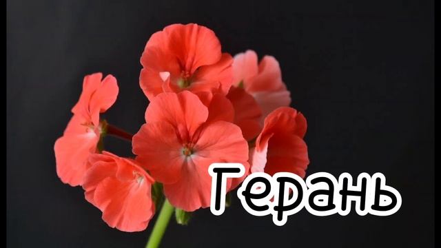 Цветы которые чистят воздух. смотреть онлайн