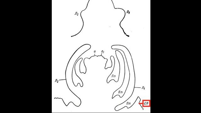 Стадийное развитие виноградного сеянца смотреть онлайн