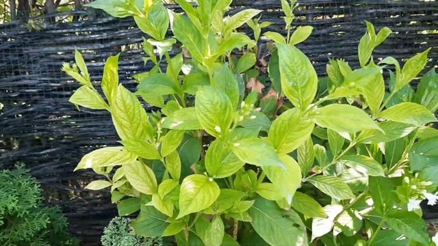 10 августа 2023г. Результат стрижки вейгелы для повторного цветения ! смотреть онлайн