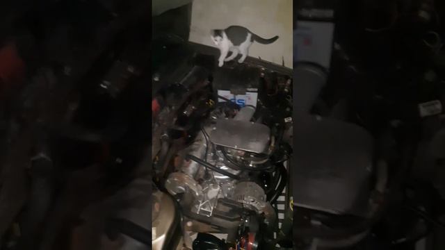 cimol nyari tikus di kap mobil peugeot 405 sr смотреть онлайн