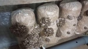 Обзор разных видов штамма грибов вешенка