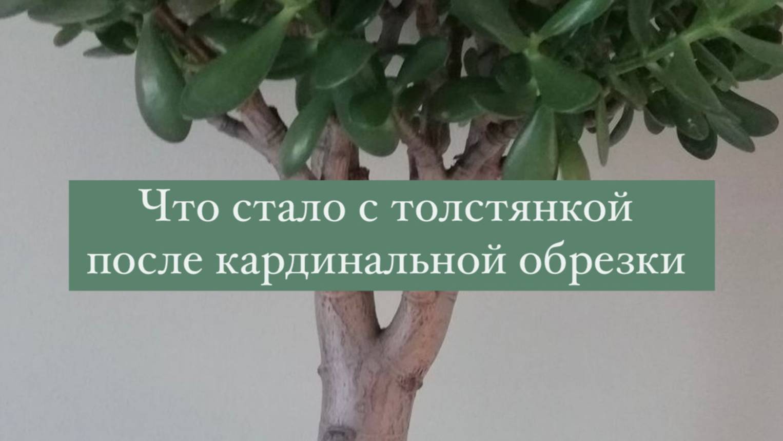 Моя первая толстянка погибла от обрезки. Что ждет вторую?