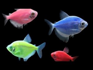 ТЕРНЕЦИЯ.СОДЕРЖАНИЕ , КОРМЛЕНИЕ , СОВМЕСТИМОСТЬ.