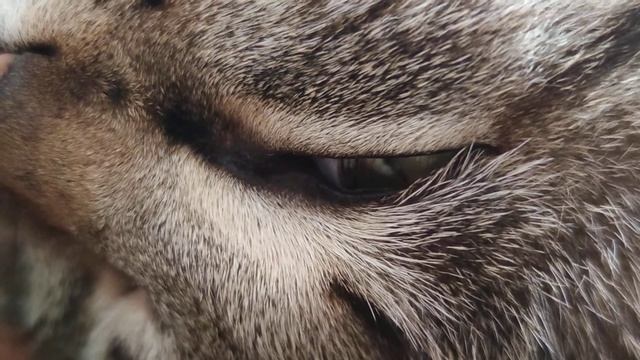 Котам снятся сны! кошка спит с открытым глазом)) смотреть онлайн
