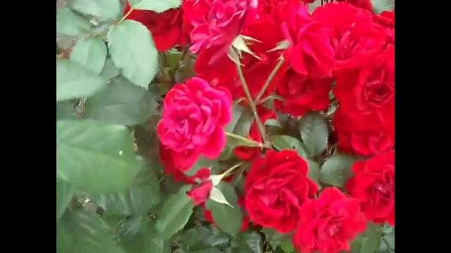 С Днём Рождения поздравляю. смотреть онлайн