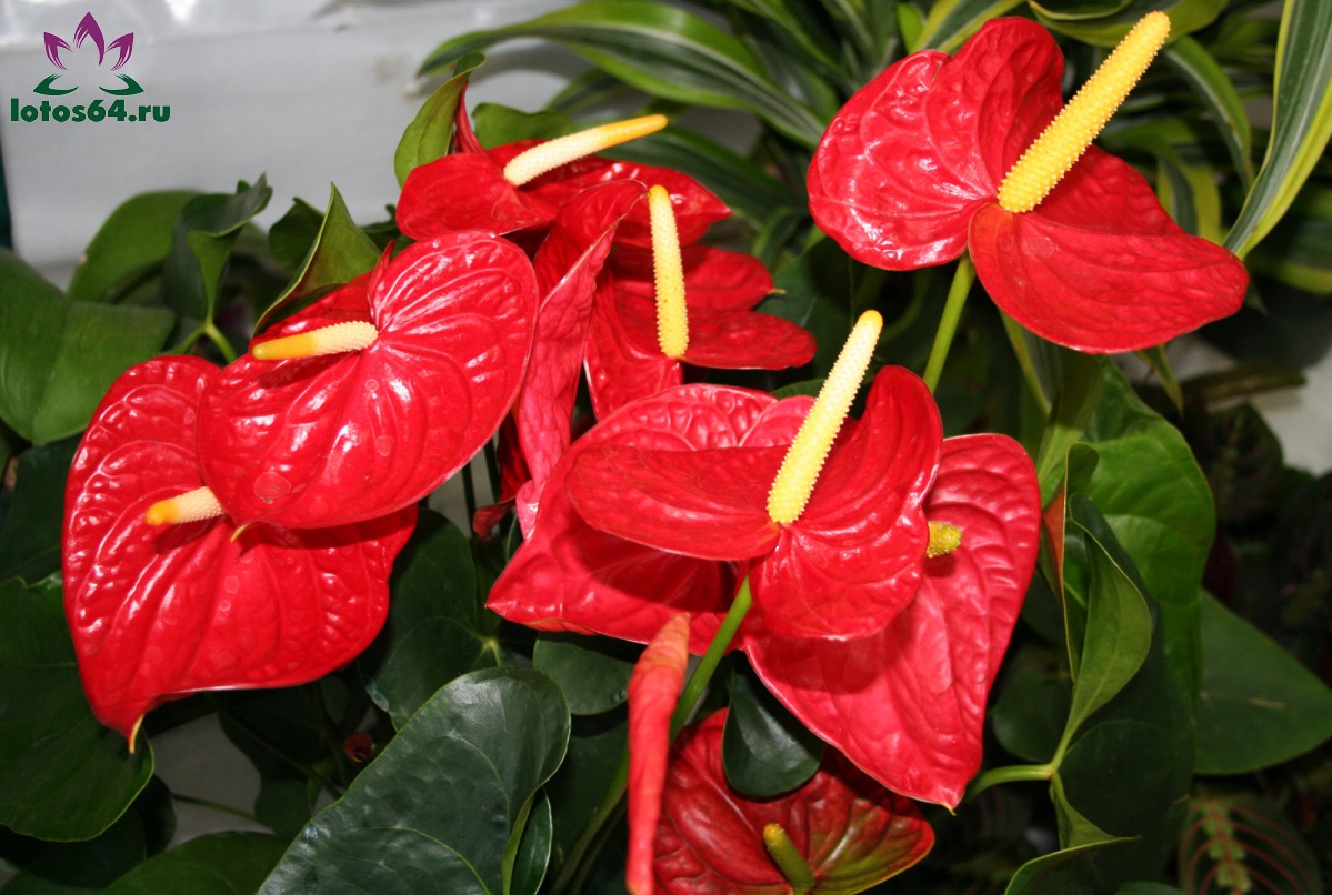 Вечерний обзор комнатных растений! смотреть онлайн