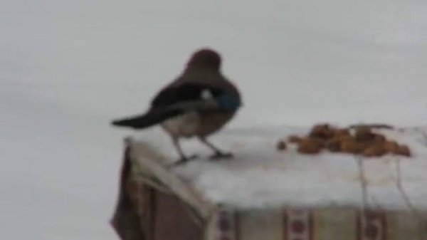 Сойки (Jay). AllVideo.