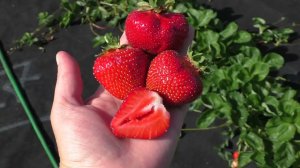 ДЖОЛИ ранний сорт клубники