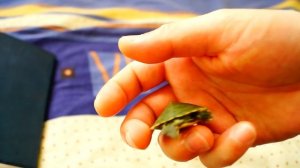 красноухие черепахи! обзор!