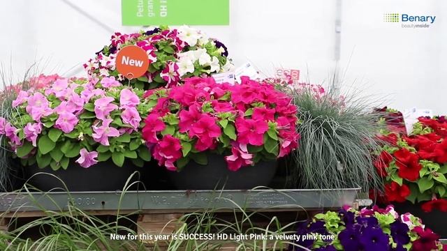 Benary's Virtual Flower Trials 2020: SUCCESS! HD Petunia смотреть онлайн