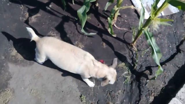 Доброе дачное утро🌸/кукурузка🌽/Джесюня🐕 смотреть онлайн