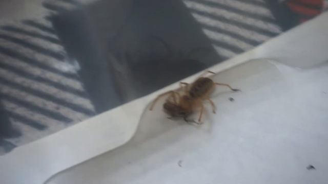 Сольпуга против Крестовика смотреть онлайн