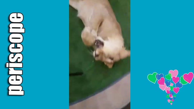 Репетиция с хищниками Predators Training