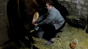 Опять показываю как подоить корову или первотёлку,которая бьётся!!!