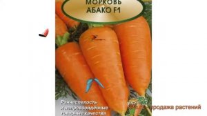 Морковь обыкновенный Абако F1 (abako f1) ? Абако F1 обзор: как сажать, семена моркови Абако F1