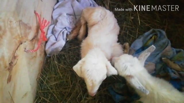 Мальчик и девочка //Коза родила //Хаски Блюз Интересная жизнь смотреть онлайн