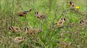 пеня щегола для мотивация самцов #саба #пит пит #щегол #самка #исфара #птички