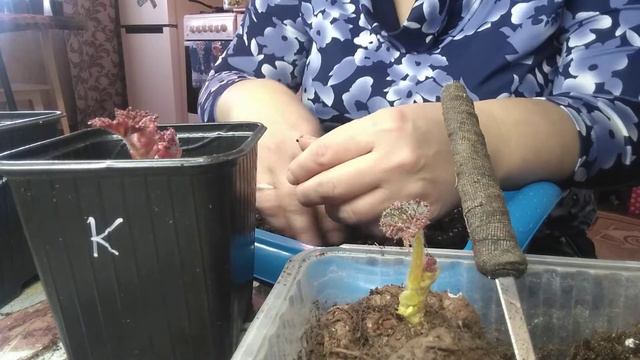 Бегония. Моя забытая любовь.🏵️🏵️🏵️🏵️🏵️🏵️ Мой опыт проращивания и пересадки клубней🏵️🏵️🏵️🏵️🏵️ смотреть онлайн