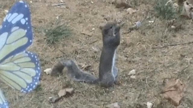 Похоже эта белка ест самый редкий гриб смотреть онлайн