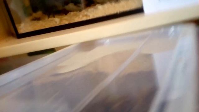 Собаки, улитки, палочники, слизни|Как у них дела?