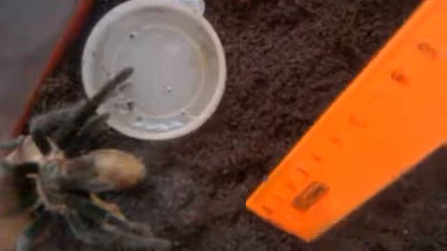Паук-птицеед Brachypelma Vagans в оборонительной стойке смотреть онлайн