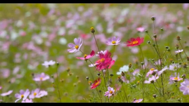 Relaxing piano sounds. смотреть онлайн