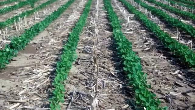 Paul Jasa - Equipment Considerations For No-Till Corn смотреть онлайн