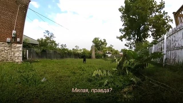 Парочка Обнаружила под Забором Душераздирающий Сюрприз. Пришлось Быстро Принимать Решение смотреть онлайн