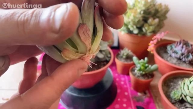 ECHEVERIA SECUNDA AZULITA | Cuidados de suculenta! смотреть онлайн