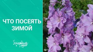Что посеять зимой в декабре-январе/ Семена цветов: бегония, эустома, глоксиния