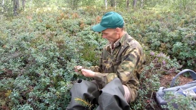 ИДЕМ В ЛЕС: ягодные места в Ленинградской области. 0+ смотреть онлайн