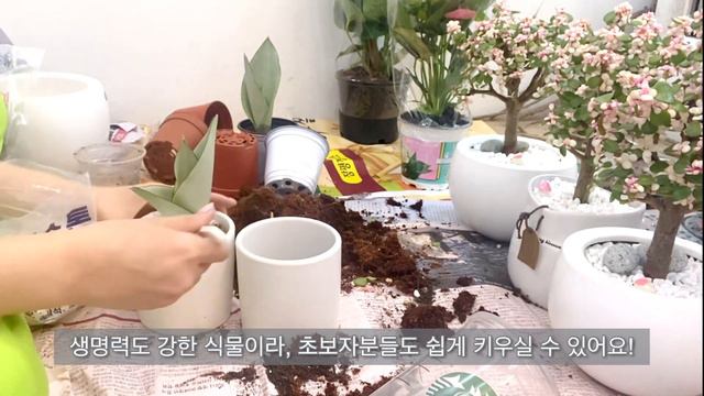 SUB)가드닝 브이로그 | 초보자도 키우기 쉬운 식물 추천 | 식물 소개 | 분갈이 | 플랜테리어 | 꽃집 브이로그 | gardening vlog | flowershop vlog смотреть онлайн