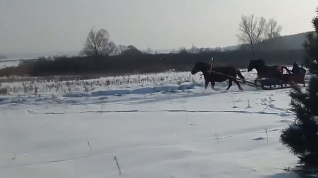 Лошадки резвятся в зимнем лесу смотреть онлайн