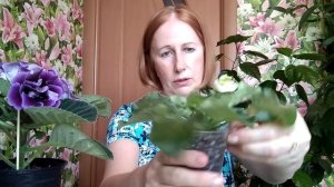 Полив фиалок. Лучшие методы для любителей