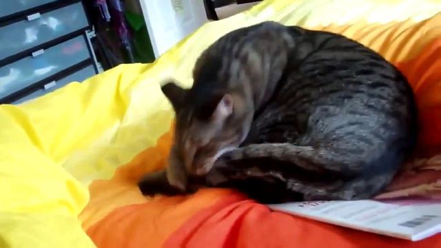 Самоуничтожение кота. Бьет себя по голове и кусает смотреть онлайн