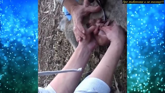 Люди заметили тонкую РУЧКУ, торчавшую из ЖИBOTA зверя! Счёт шёл на... смотреть онлайн