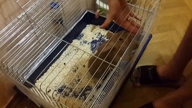 Кролик любит ласку) смотреть онлайн