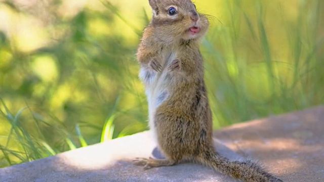 Смешные фото смотреть онлайн