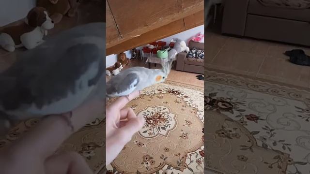 Минуту пытаюсь снять курицу с руки | Корелла и Альбинос смотреть онлайн