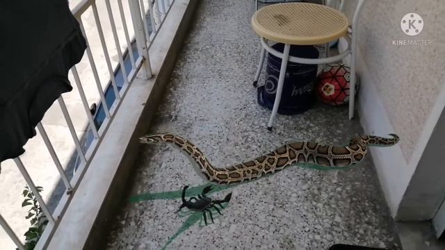 mega Python vs Scorpion movie trailer смотреть онлайн