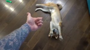 МОЯ СОБАКА УЧИТ НОВЫЕ КОМАНДЫ!